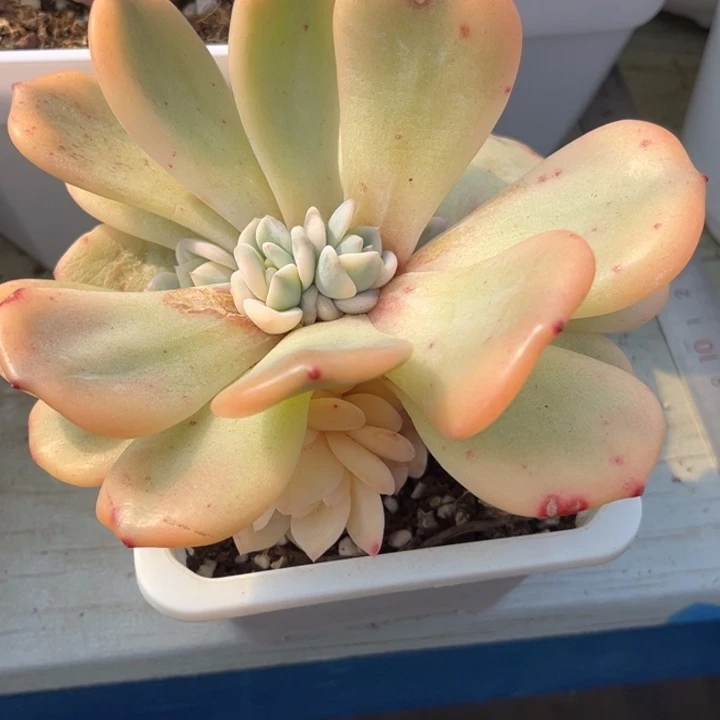 W***e星影锦一颗价格底座群生