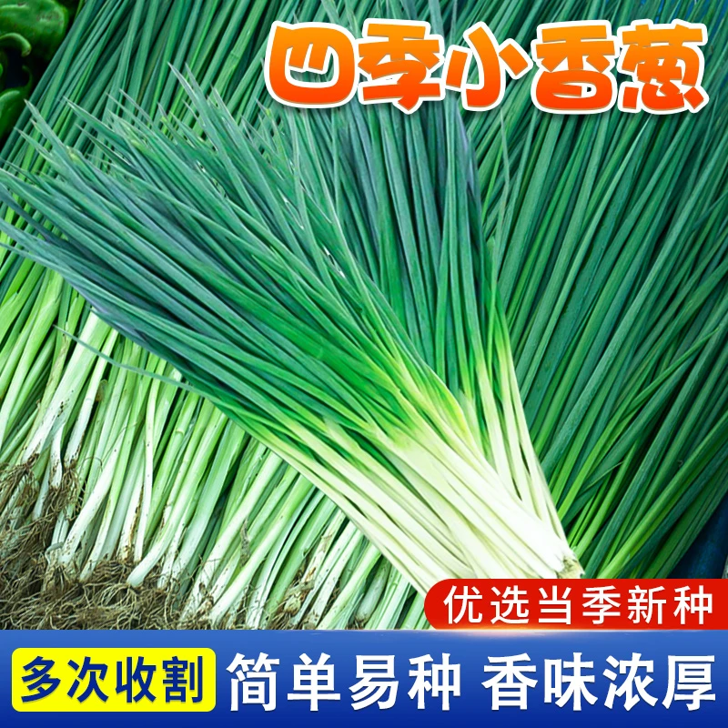【满5包包邮】四季小香葱种子正宗老品种香葱种籽本地大葱籽阳台盆