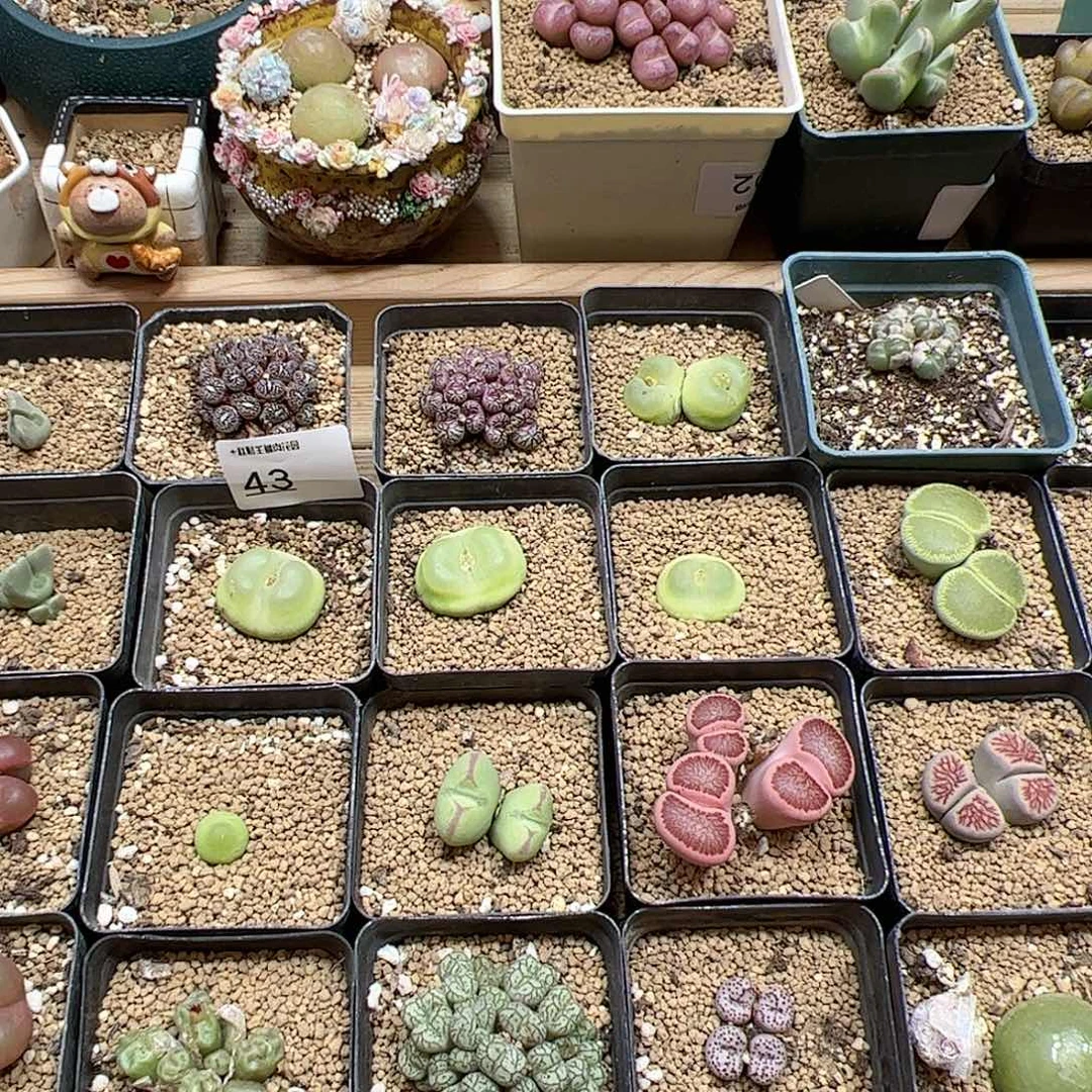 【闪购商品】*️***网友32元