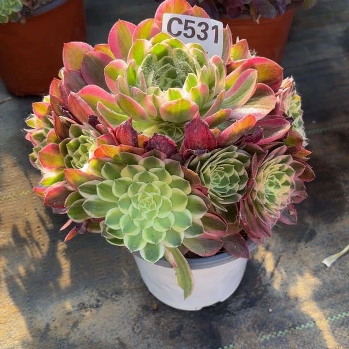 瑞妈多肉植物531海鲜
