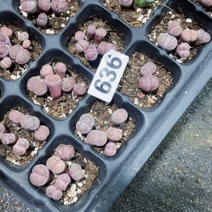 牛*636 一物一图如图紫菊