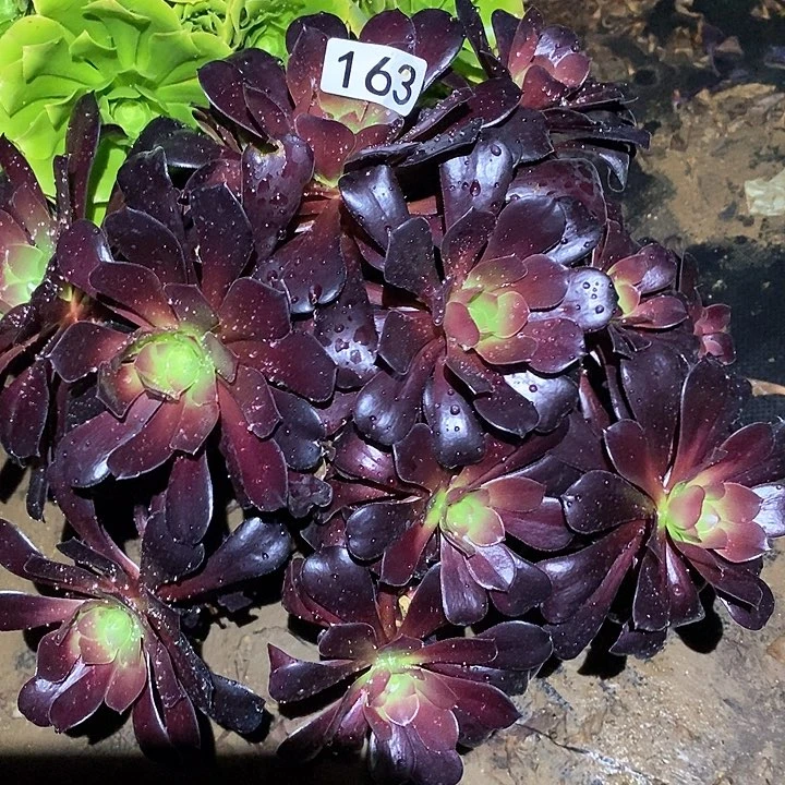 多肉植物法师163欧资