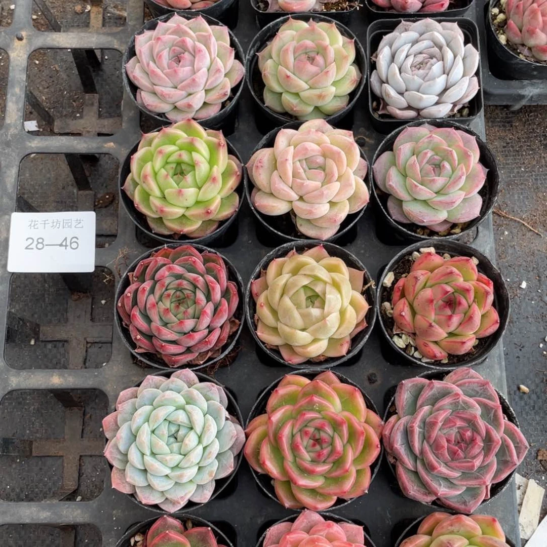 一物一拍18棵28-46