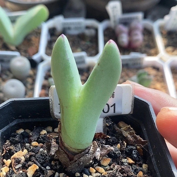 大枪皮卡丘少将一颗