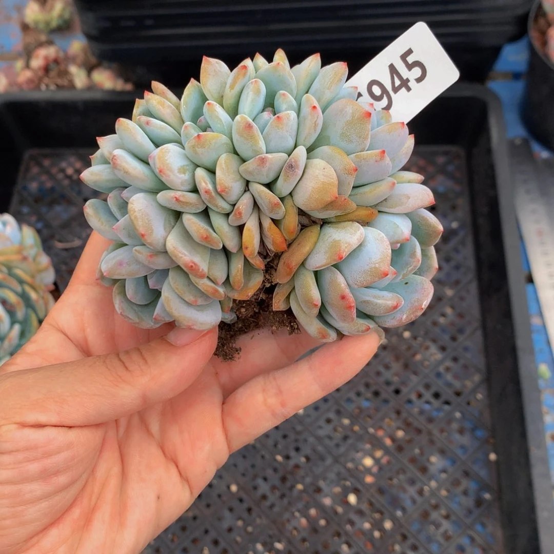 6945朵朵缀嗯嗯嗯嗯嗯好