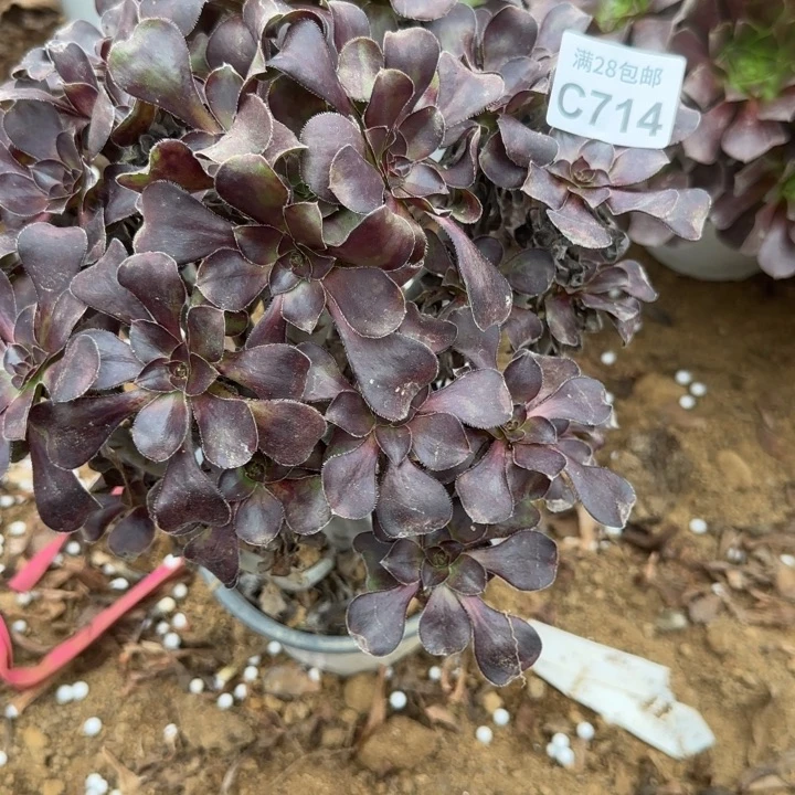 714 多肉植物不包断枝