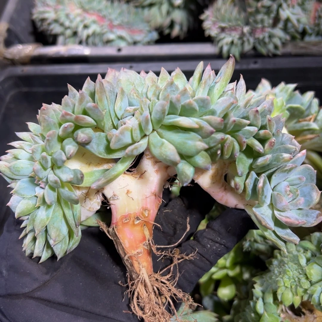 水蜜桃冰魄缀微瑕