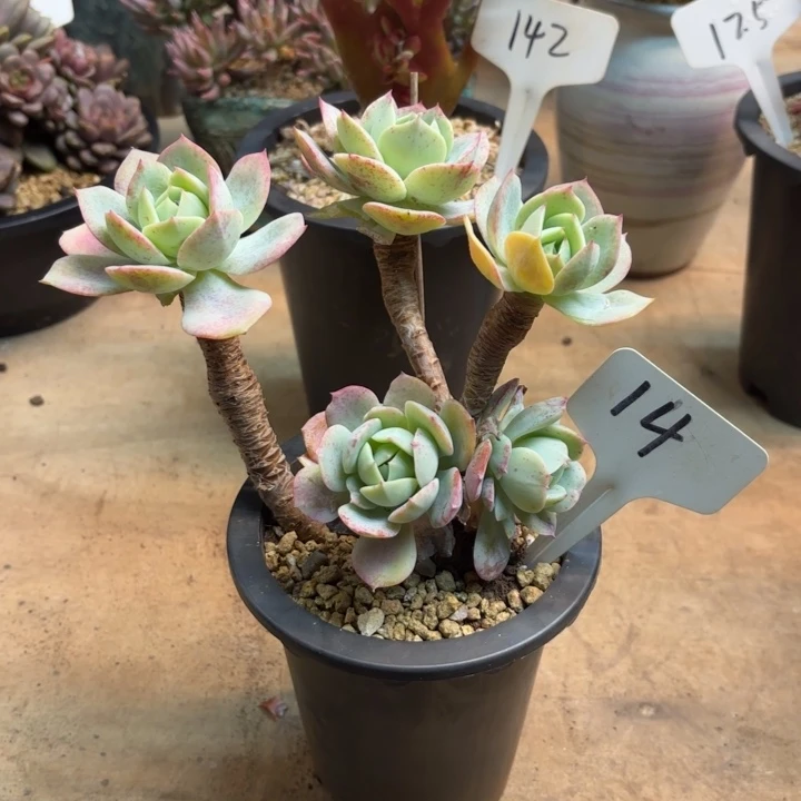 多肉植物，恋曲14号