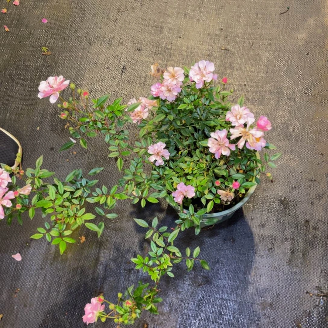 无花朵樱版福利苗