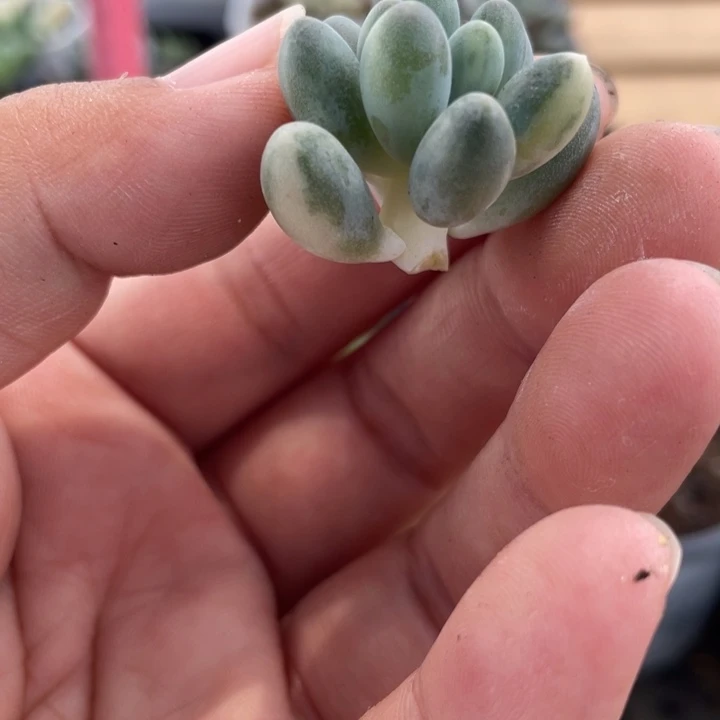 手指白锦头盖白拉丝锦啊