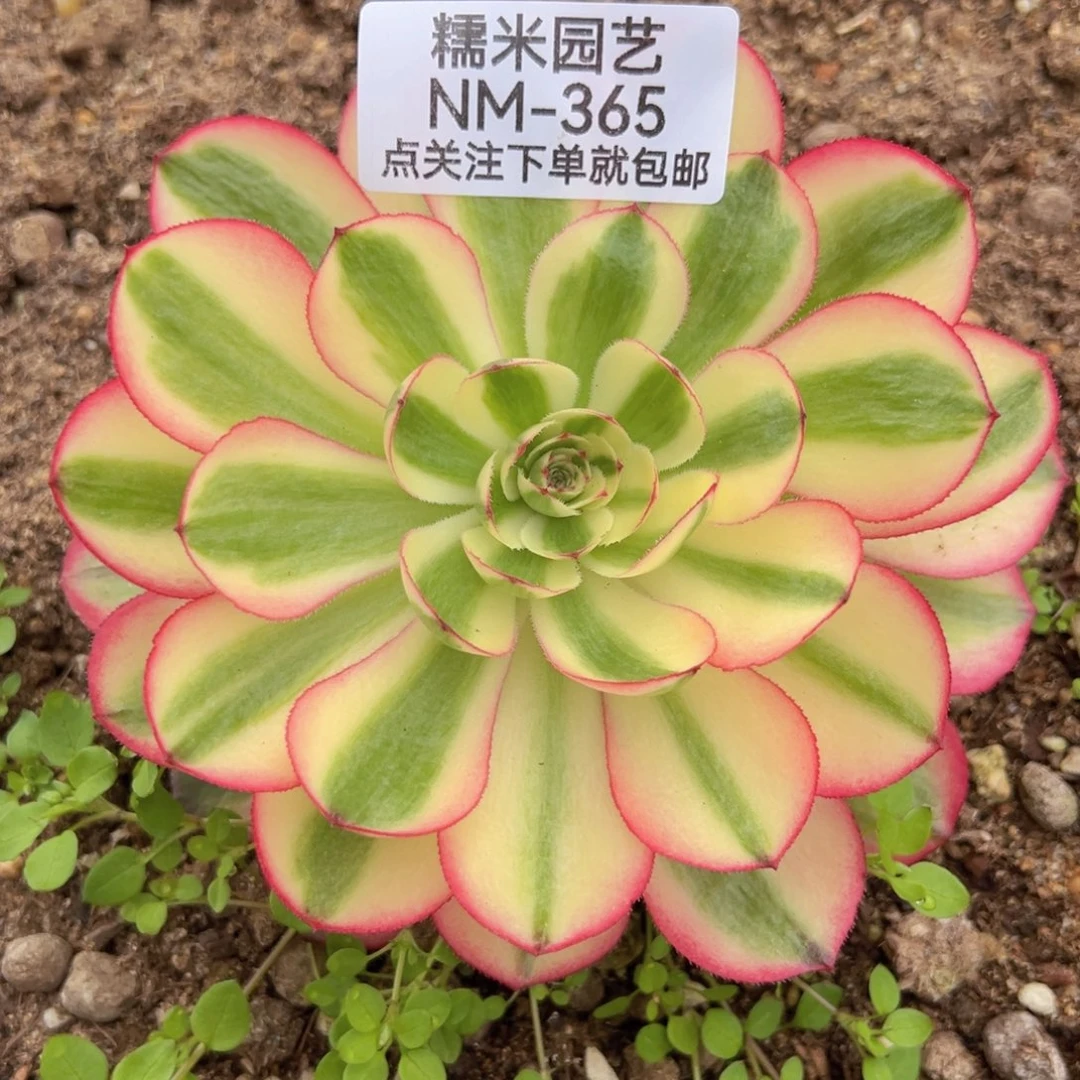 荔枝多肉植物365