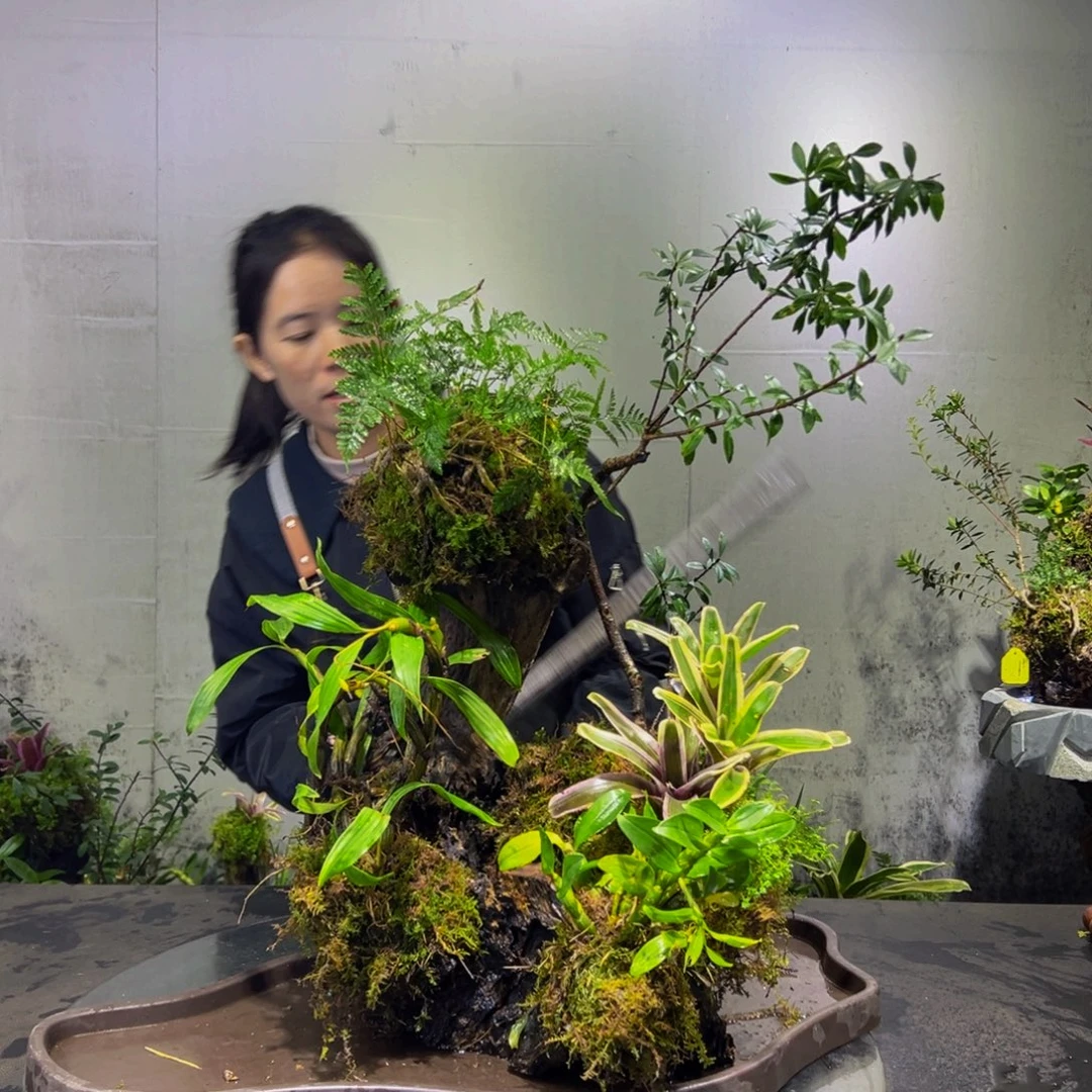 无花朵九色木，室内风化木绿植，一木一景！