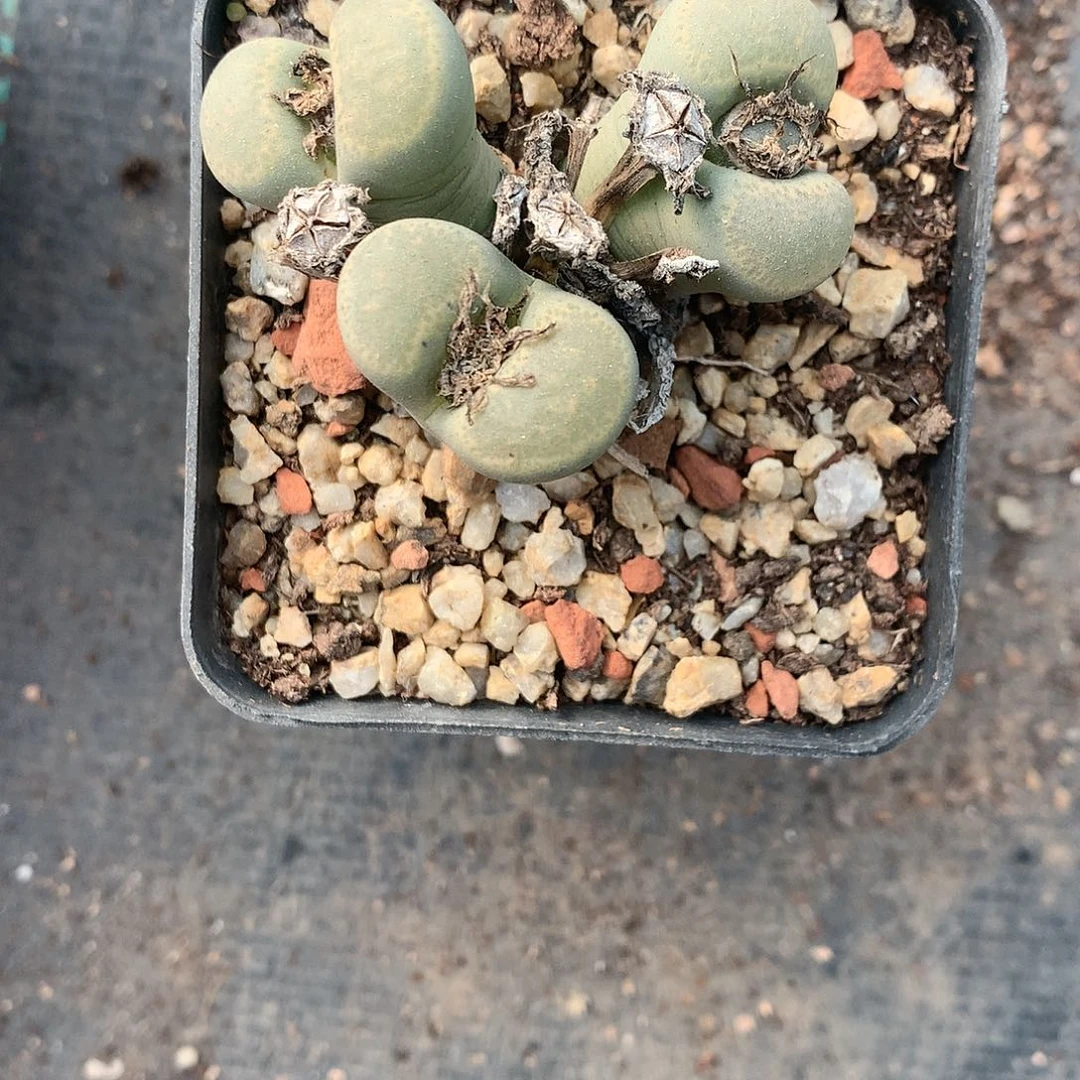 碧琉璃一颗非常好看