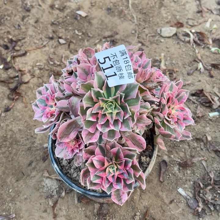 511粉女巫手捧不太圆1法师