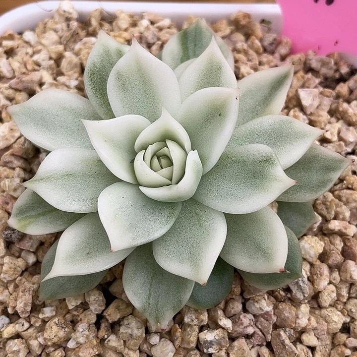 超白麦秆锦。锦龙一物一拍