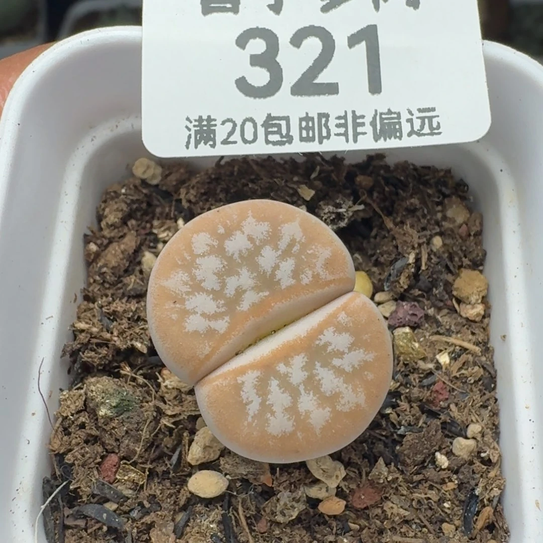 拿铁带盆土