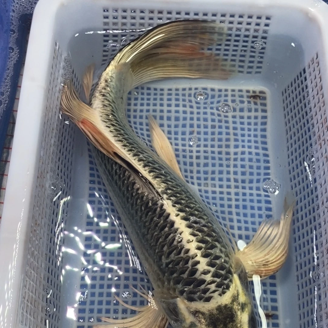 锦鲤冷水锦鲤包邮