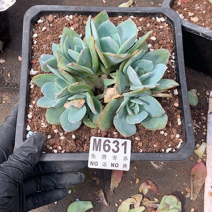 顺****白凤朵朵缀 可能土里会有侧切