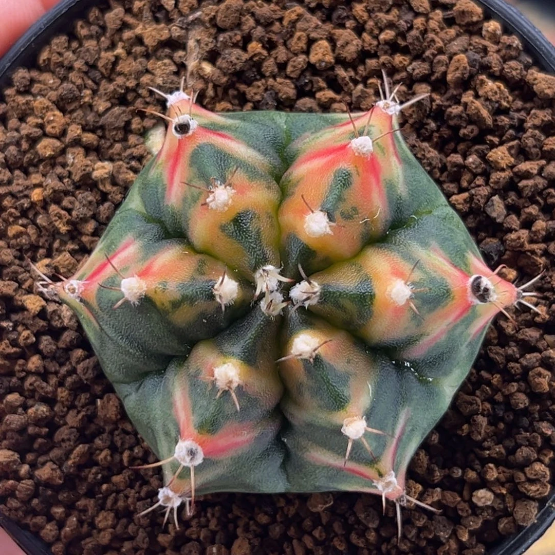 六棱虎斑 米哈仙人球