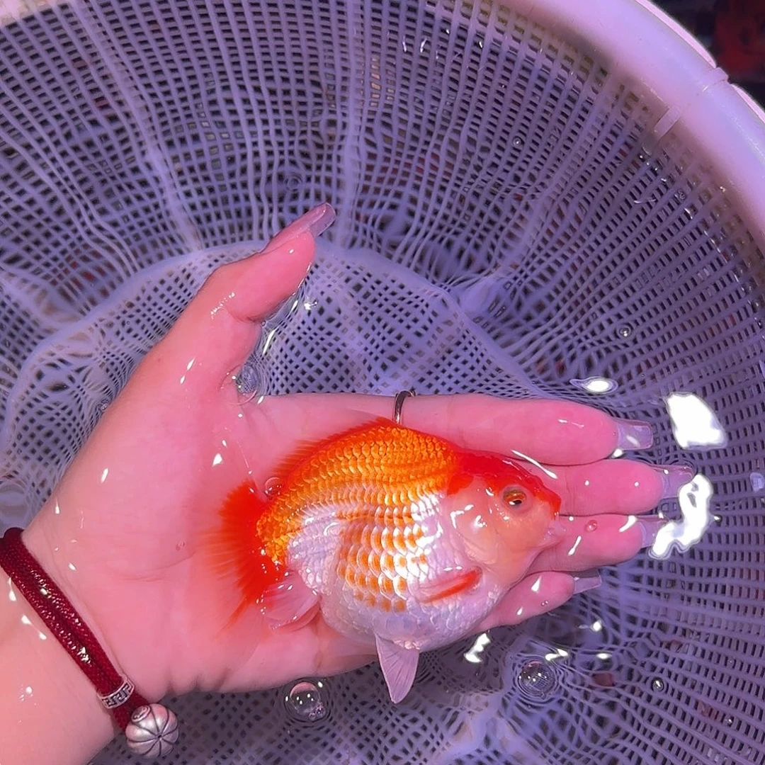 金鱼亚成红白短尾将军狮子