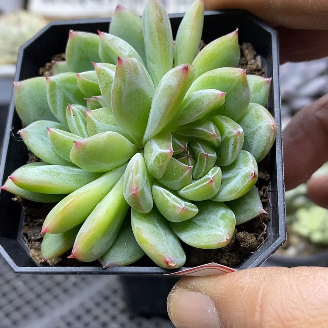 2526 雪花珍妮无砍双头