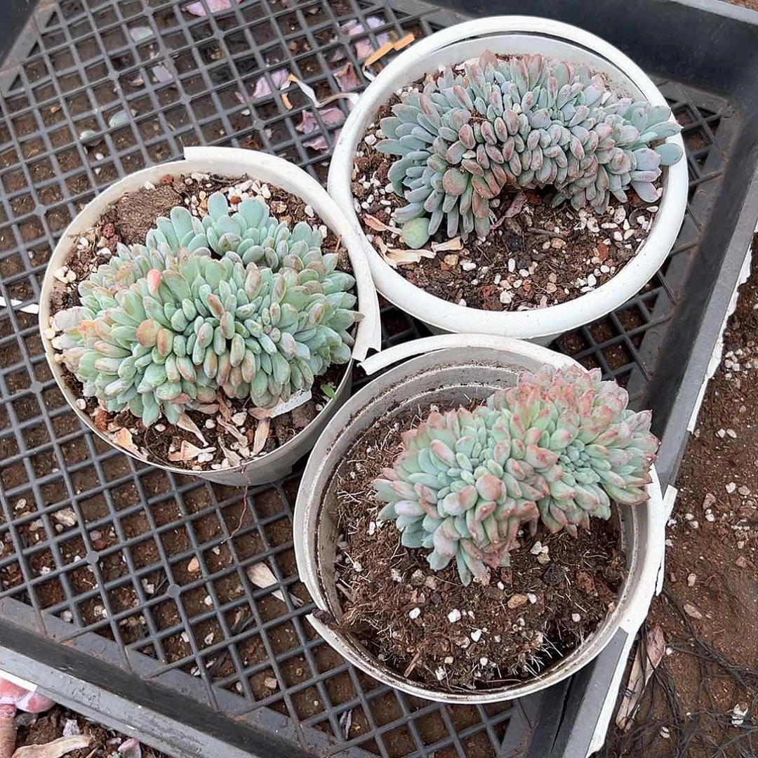怡***宝多肉植物一物一拍