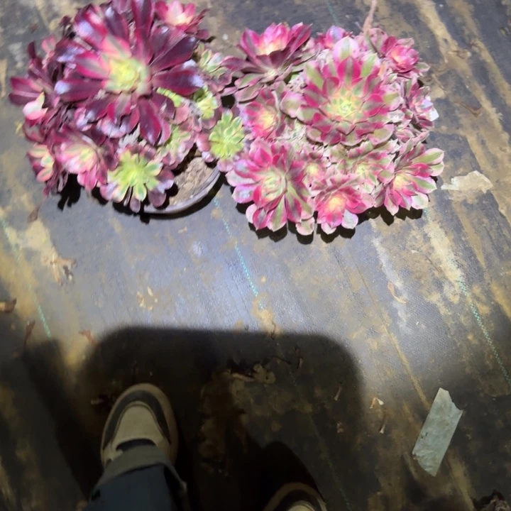 一单包邮不包侧枝50