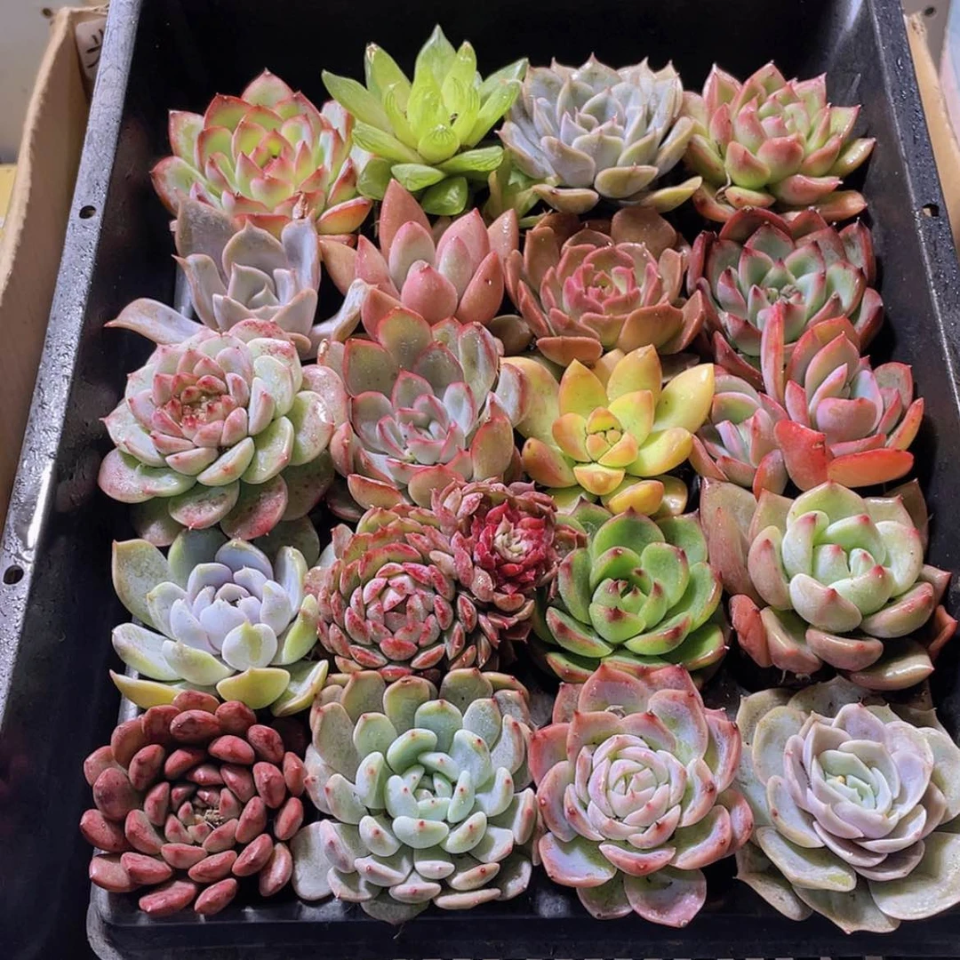 【闪购商品】20颗-3