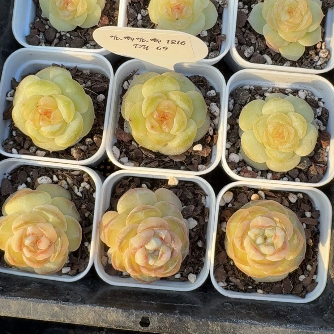 1216-069-露华浓一颗量拍