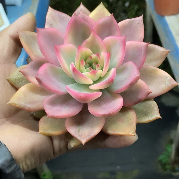 一物品一物一拍哦