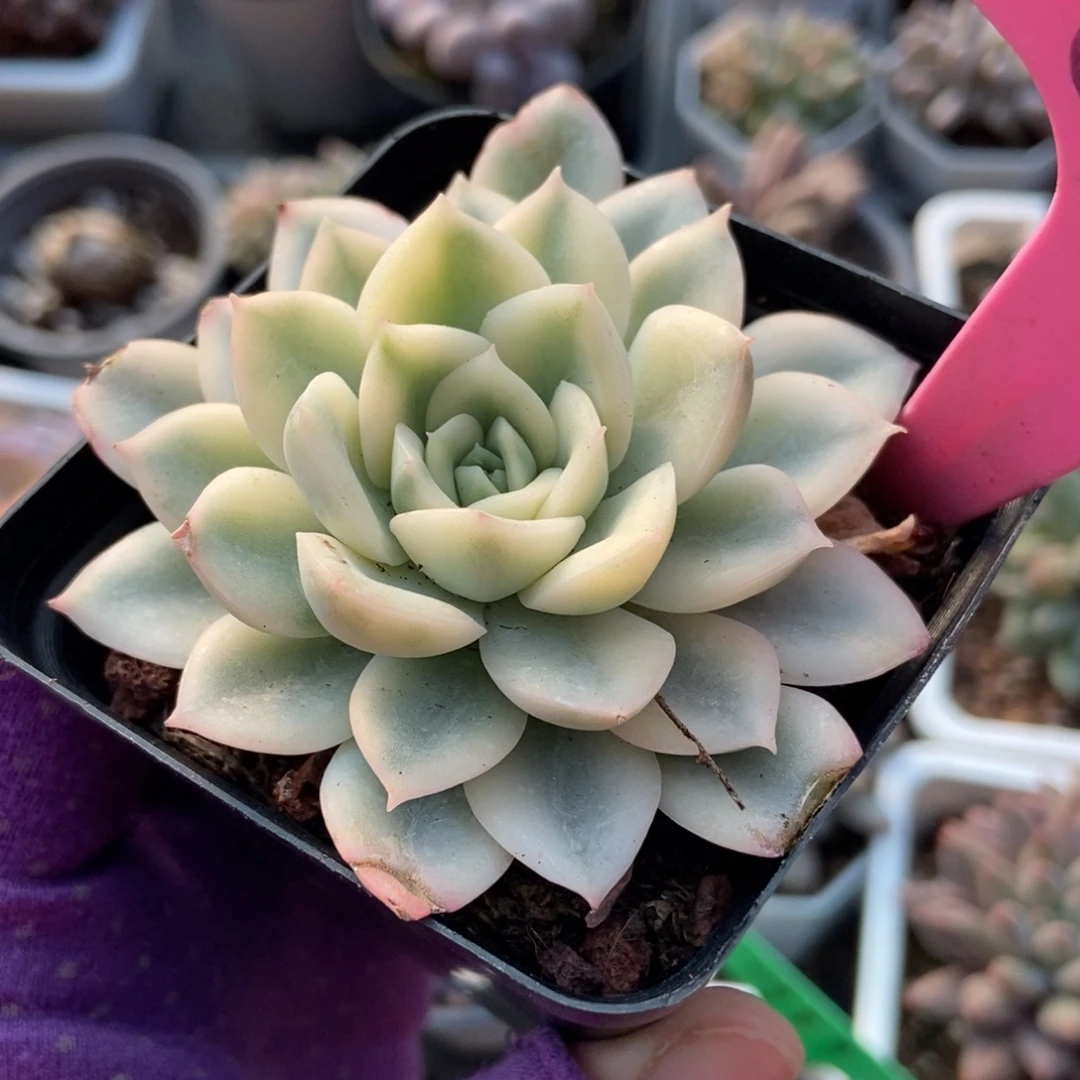 68月亮仙子锦多肉葡萄