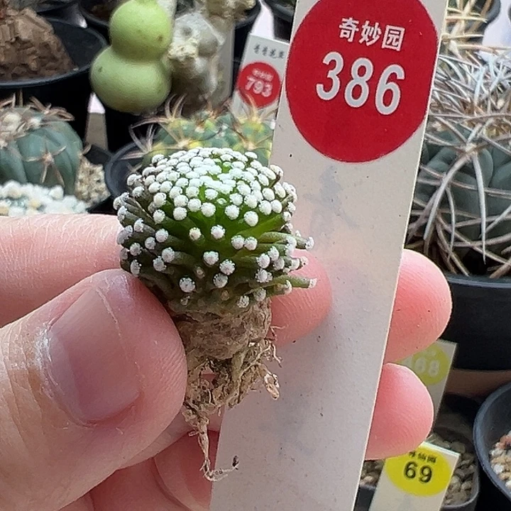 自根松针牡丹1.9cm一棵仙人球