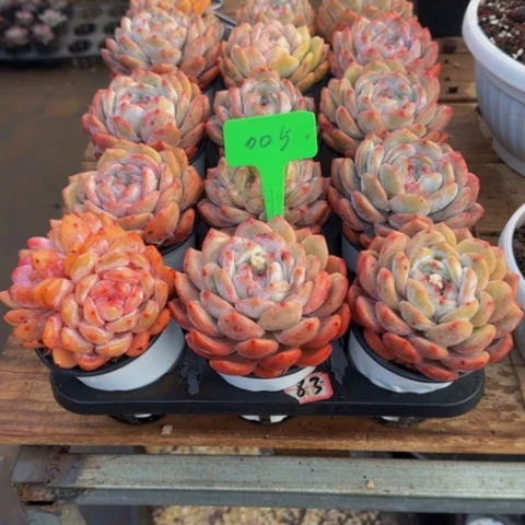 组合套餐编号5号