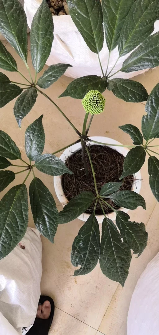 云南文山新花三七花泡水喝的正宗田七花茶