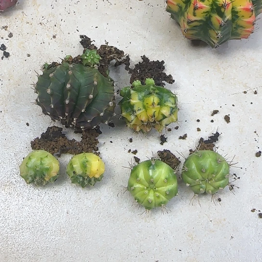易***香侧芽6棵直接拍下就行