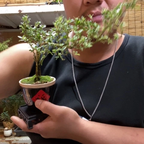 红陶一物一拍所见即所得230