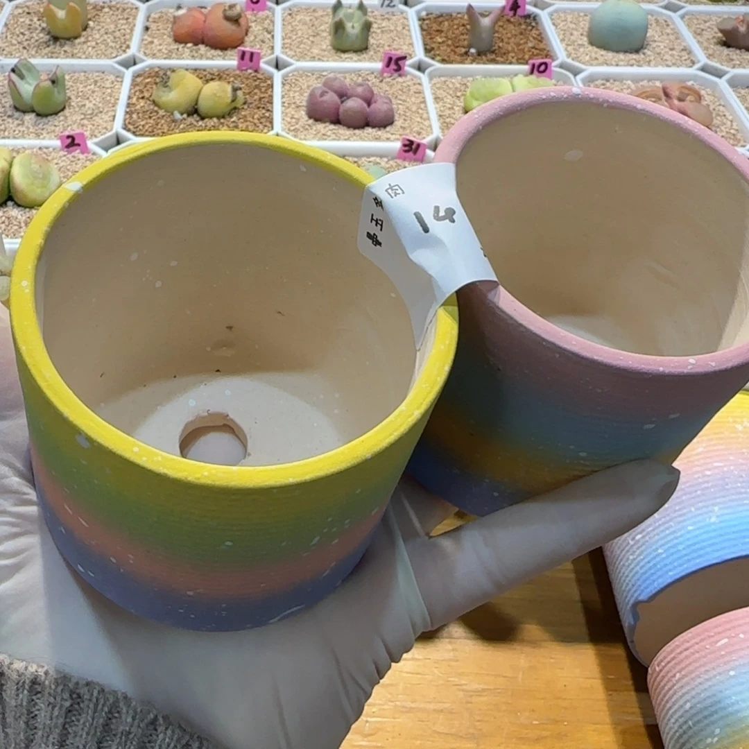 ?***?多肉多肉多肉3.4-014萌萌jiang