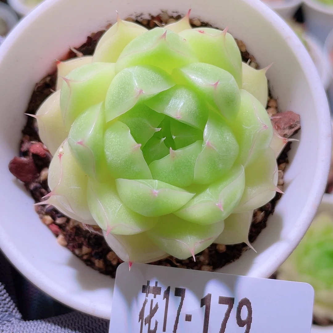 花利美17-179麦秆
