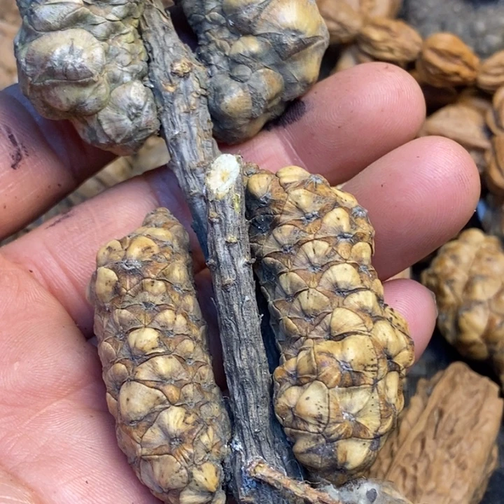 文玩核桃吊坠娜姐125