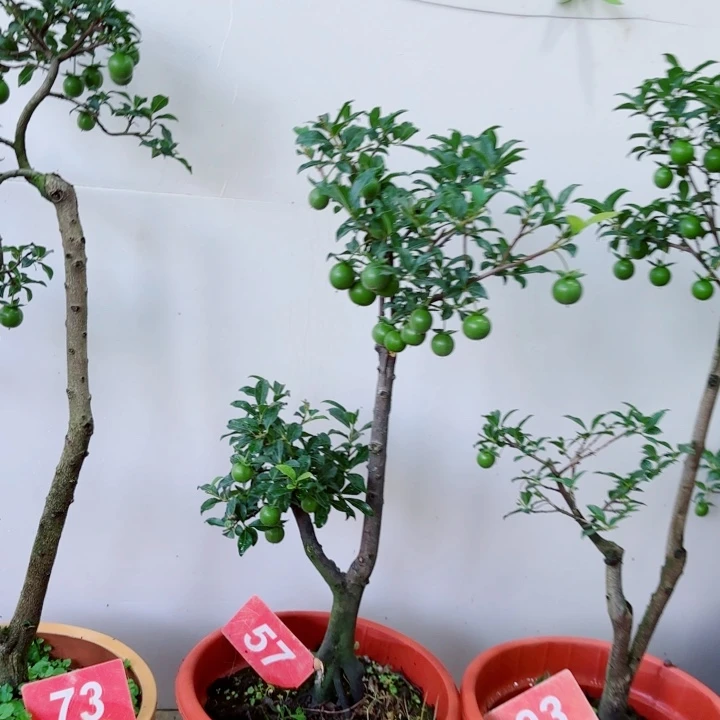 无花朵?****金弹子盆景树