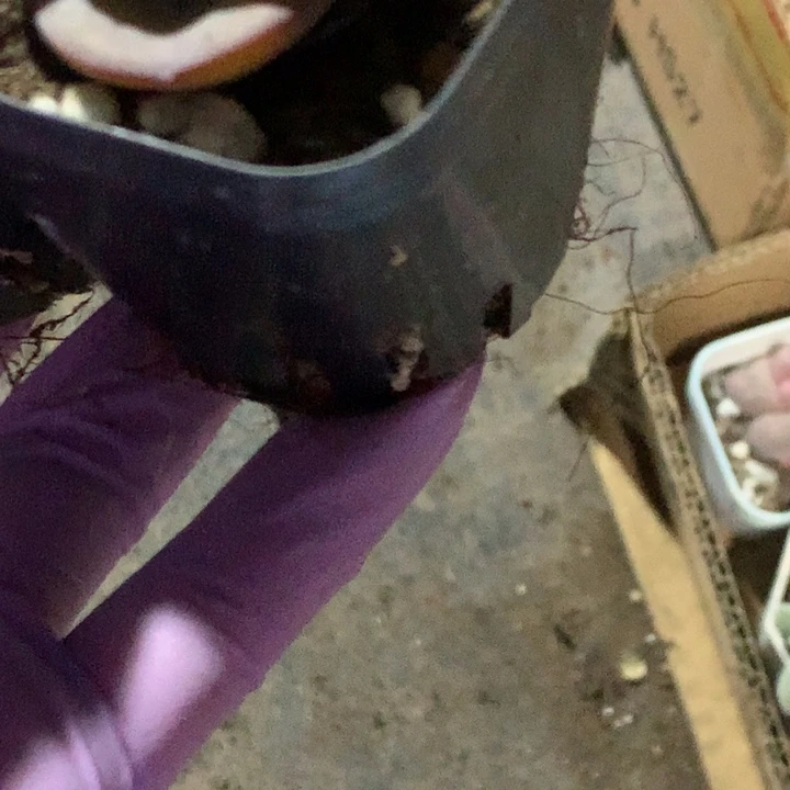 差价  （满9.99包邮不满9.99发叶子）