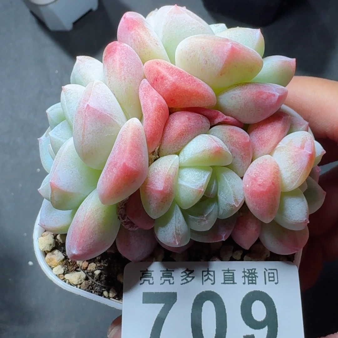 冰玉      愿你一路坦途，乘风破浪展宏图