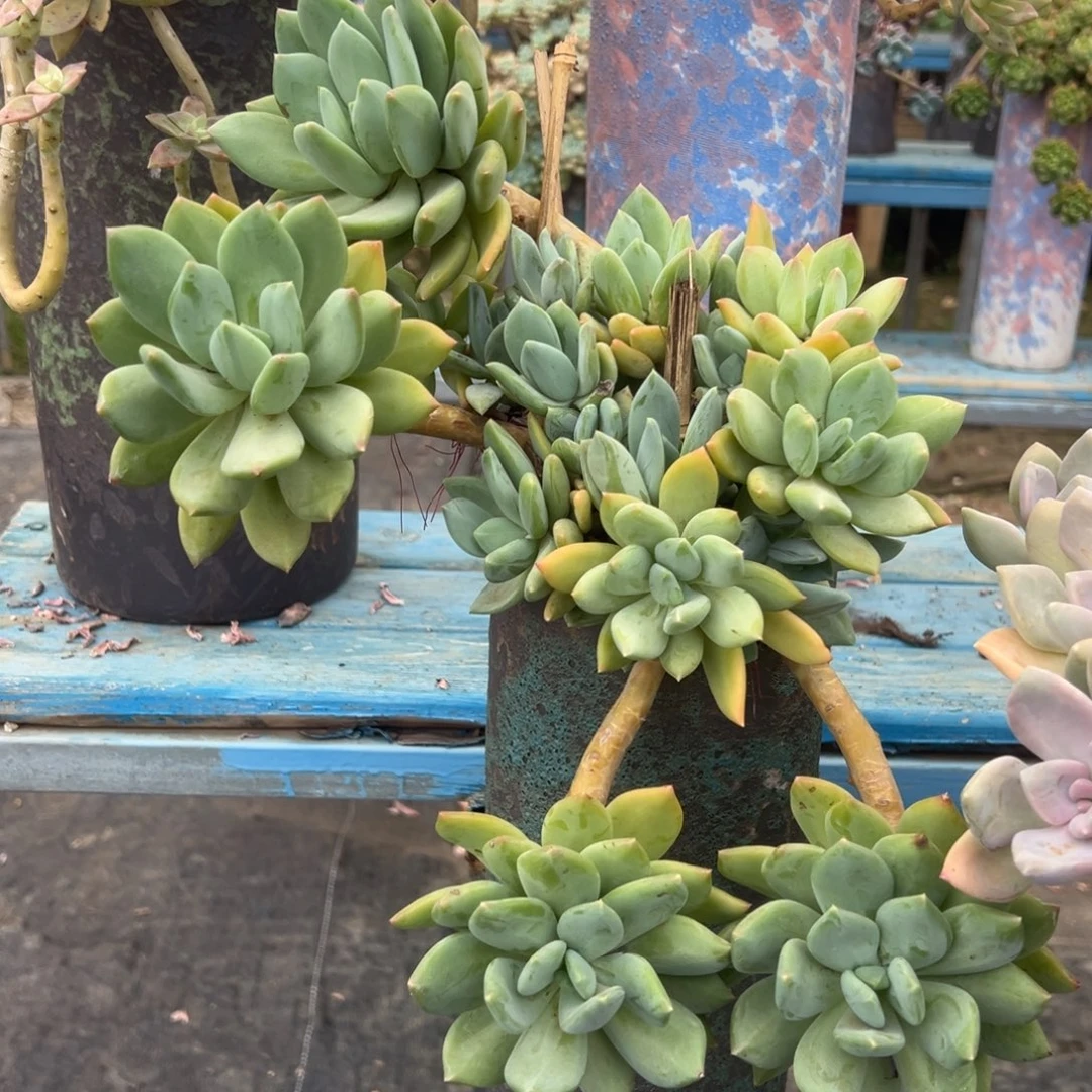 露养老桩海洋之歌裸肉