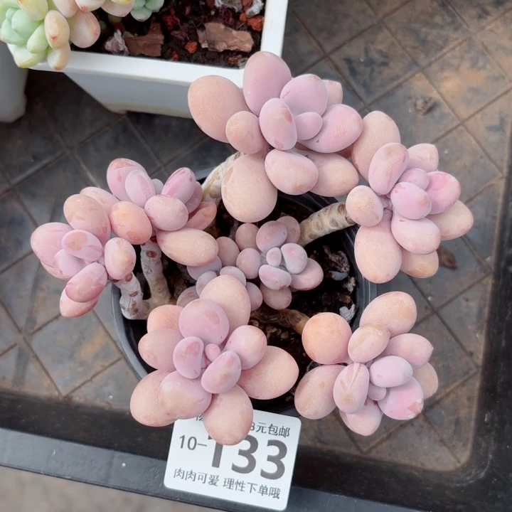 桃蛋无盆土发货无盆土无
