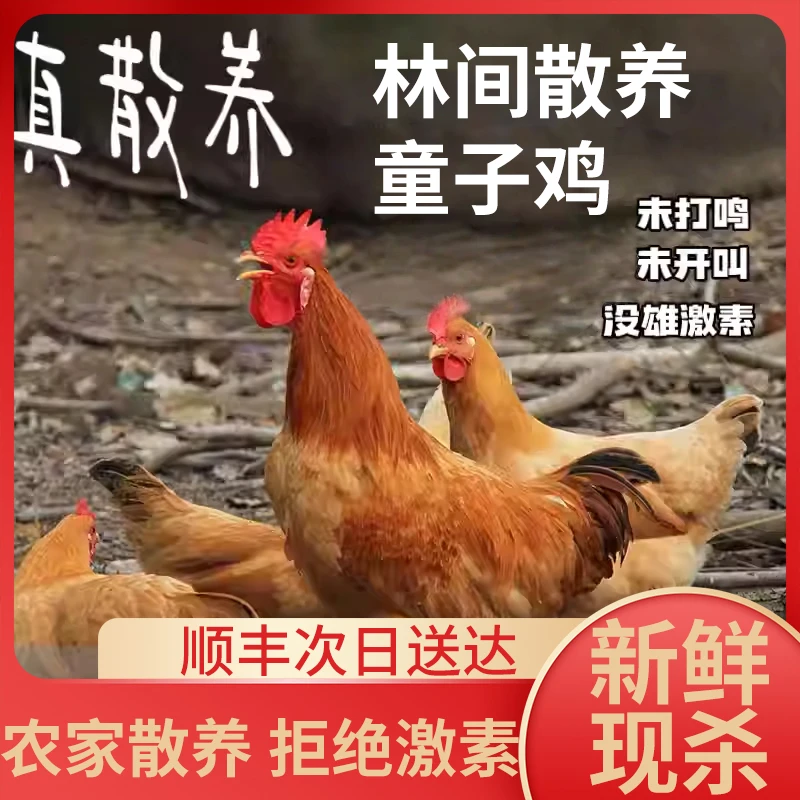 担下农生鲜特产超值批发童子鸡农家新鲜散养生态土鸡正宗原生态