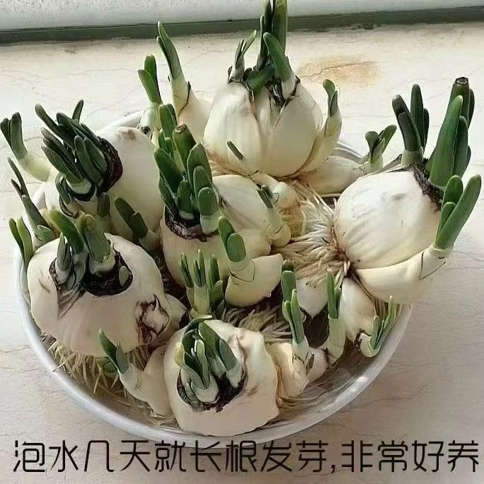 正宗升级版爆品洋水仙花水培四季开花盆栽耐寒植物室内浓香型种球