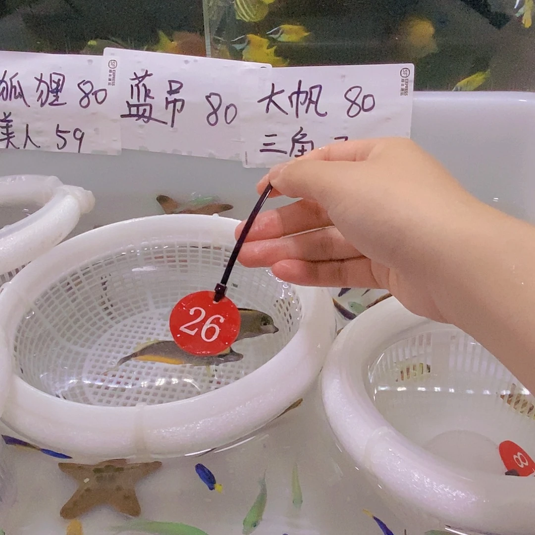 海水鱼天狗吊➕七彩➕续重10，26号码