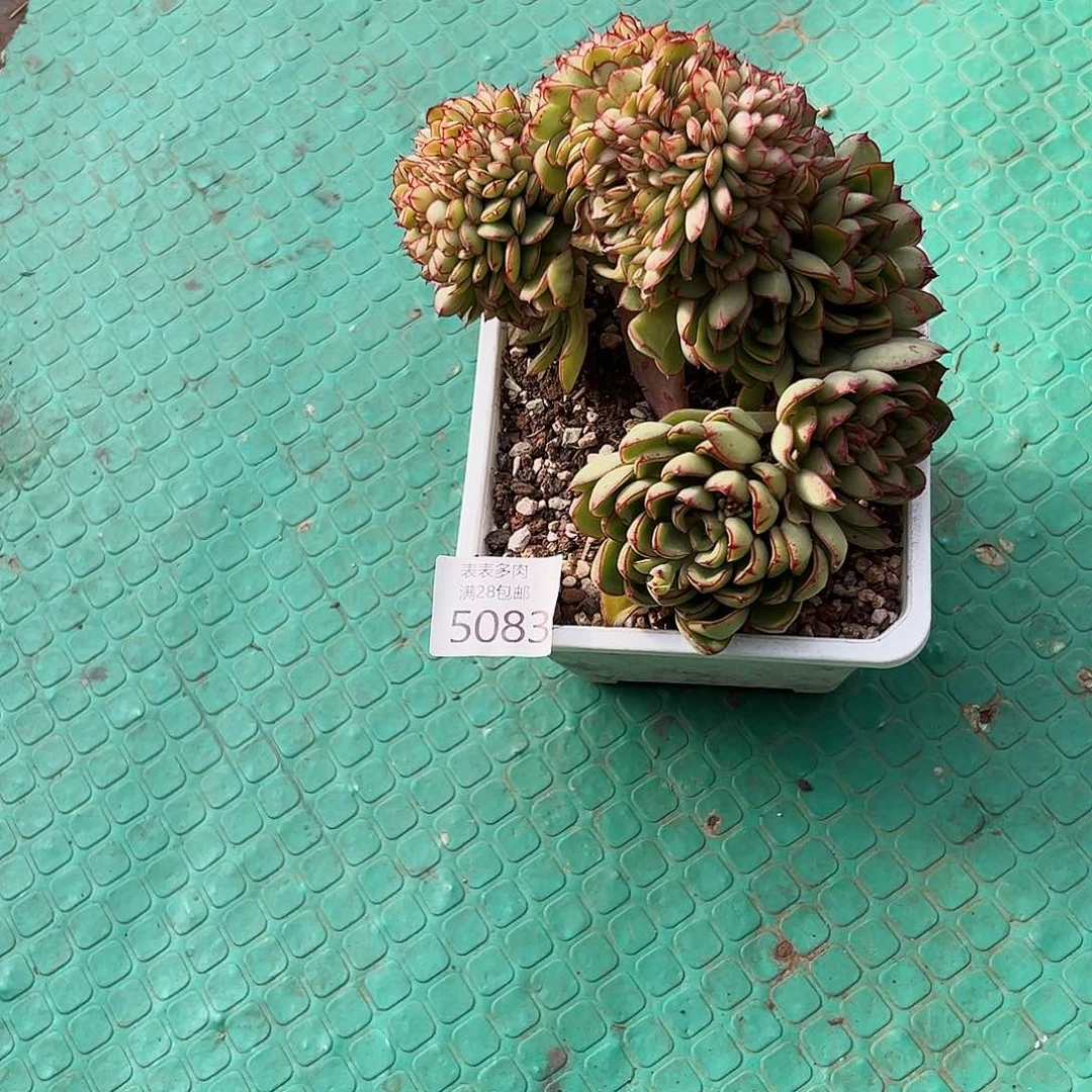 9号琳我们的确是很5083