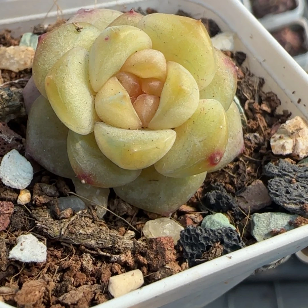 多肉小卡拉米糖心一物一拍