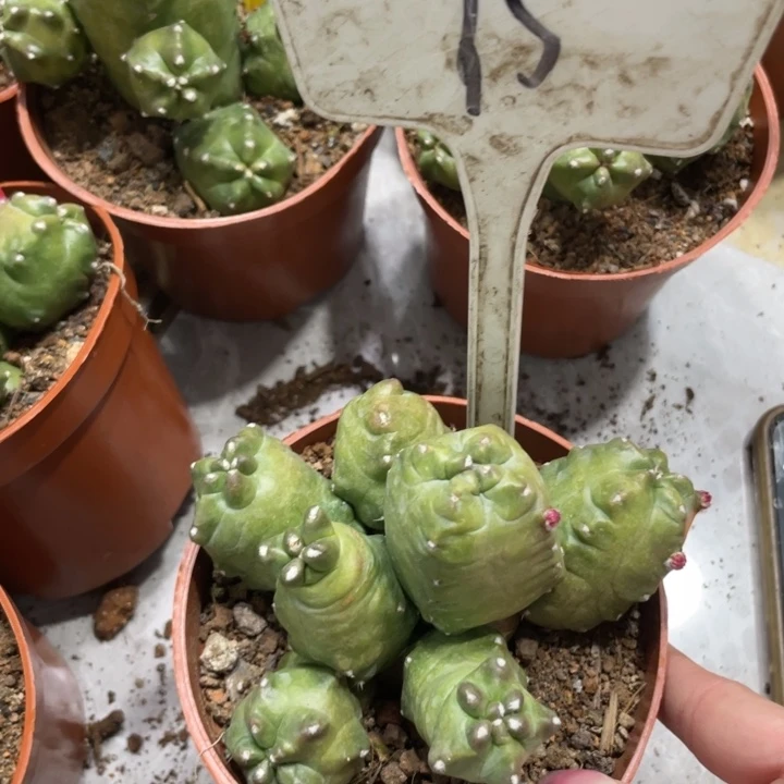 橙桃新品多头一物一拍75